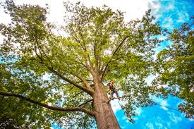 How Our Tree Care Process Works  in Fairhope, AL